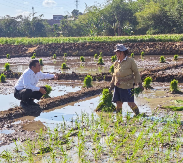 Sidak Sawah di Semarang, Mentan Amran Dengar Keluhan Petani, Langsung Hadiahi Traktor