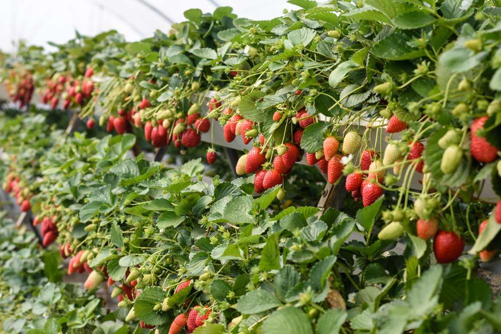 Wisata Kebun Strawberry di Pujon Malang, Sensasi Petik Buah Segar di Tengah Sejuknya Pegunungan