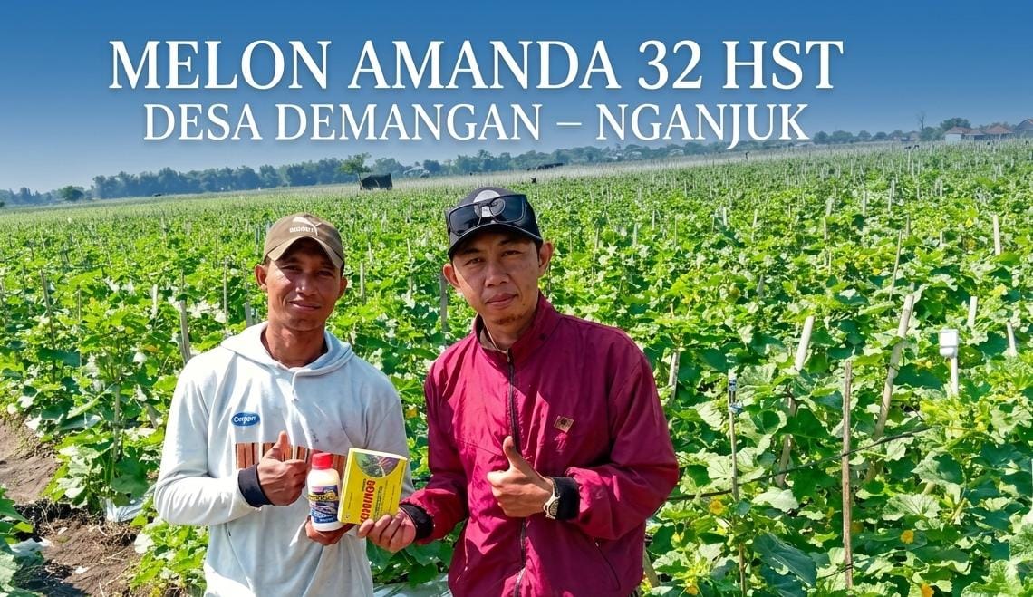 Melon Amanda Pak Sugiono 32 HST, Gunakan Pupuk Organik Dogumon