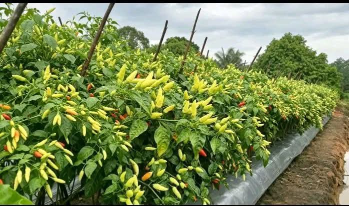 Petani Cabai di Jawa Timur Hadapi Dinamika Harga dan Cuaca, Produktivitas Jadi Kunci