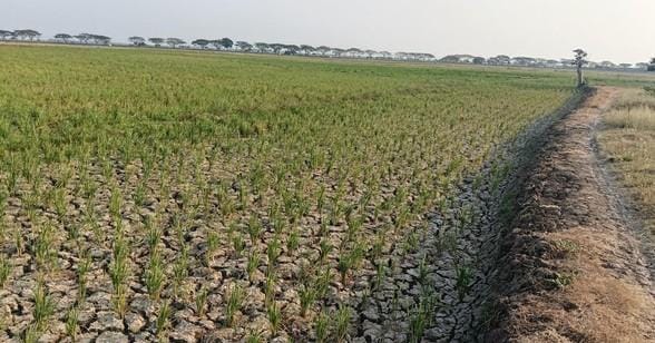 Nestapa Petani Indramayu, 12.900 Hektare Lahan Terdampak Kekeringan