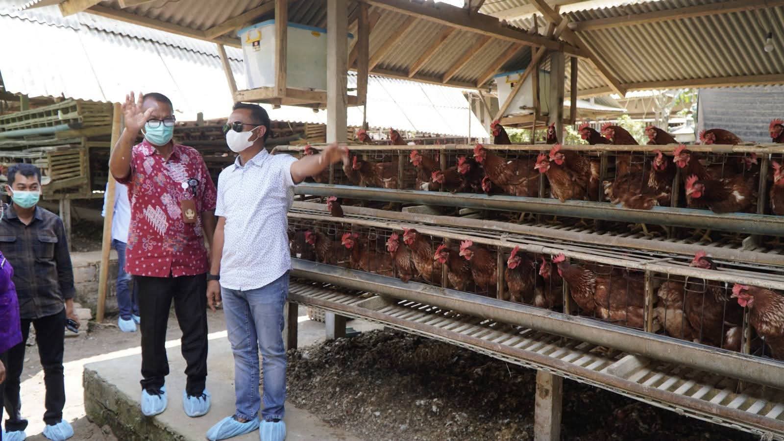 Kementan Percepat Hilirisasi Ayam Bone, Investasi Rp627 Miliar Disiapkan