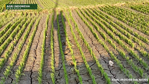 Sawah di Kecamatan Paguyaman Boalemo Mulai Mengering, Petani Terimbas Kemarau