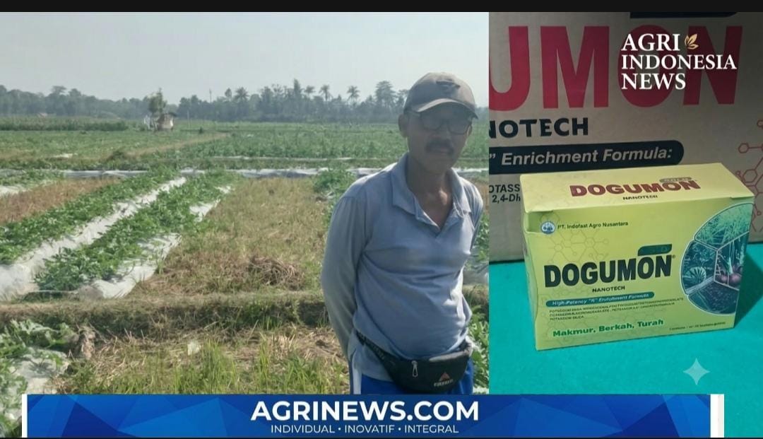 Dogumon Dukung Pertumbuhan Semangka F1 di Karangsono Jember, Kebun Pak Bakir Tunjukkan Potensi Agribisnis