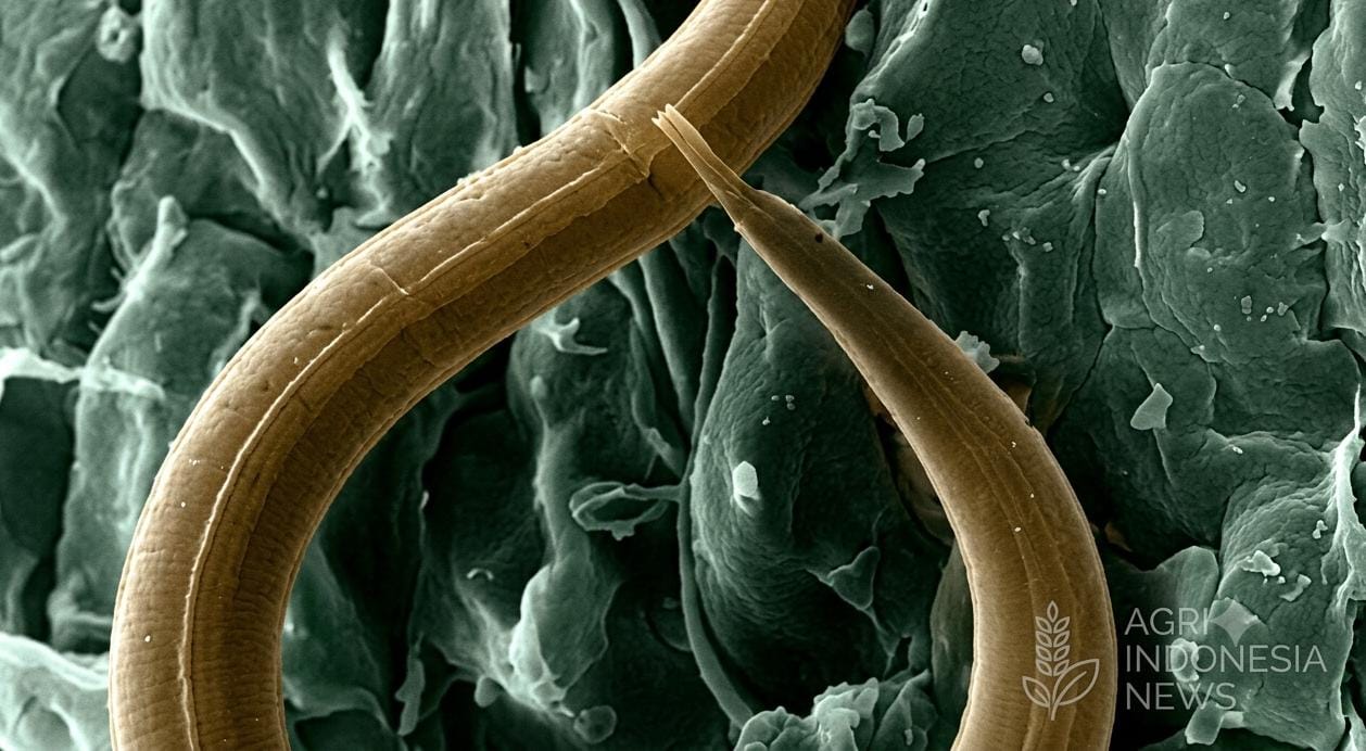 Uji Coba Pengendalian Nematoda di Asri Farm, PPL Dorong Pemanfaatan Agens Hayati