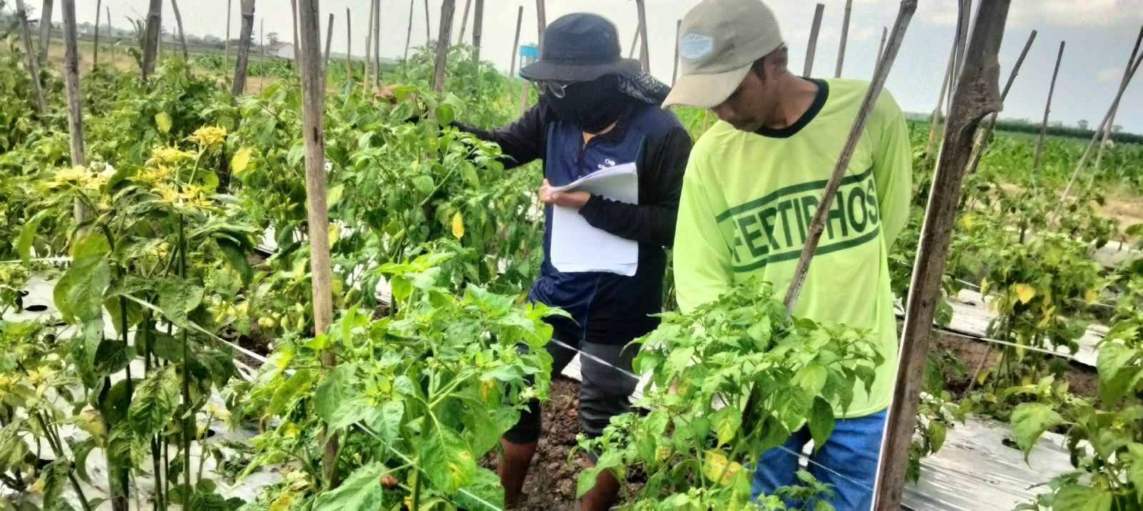 Mahasiswa Unej Dorong Pemanfaatan Beauveria bassiana untuk Pengendalian Hama di Asri Farm Kedungrejo